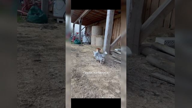 Строим щенятник и готовим аптечку. Как меняется тело и вкусы Вари. #корги #щенки #pets #собаки