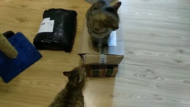 Распаковка по кошачьи 🐱 Cat Unpacking