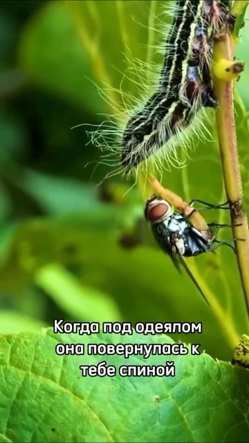 Смешавки.