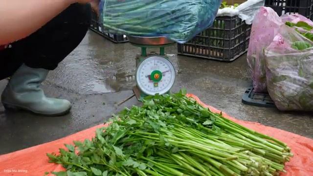 Harvesting Celery Bringing it to the Market to Sell - Growing Vegetables, Cooking | Trieu Mai Huong.