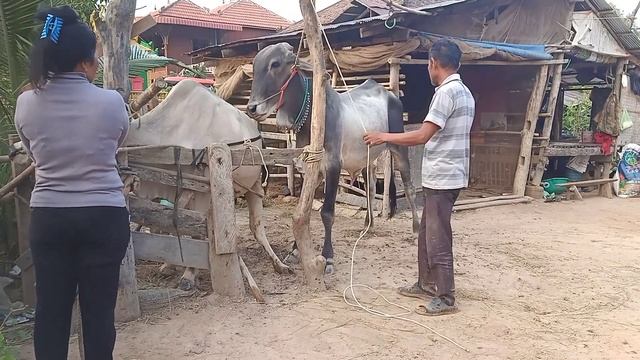 Kobataphan, Koba in Prey Chreang, Khmer cows