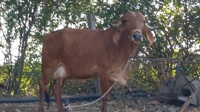 gir cow for sale Jamal dairy farm 7898 732 811