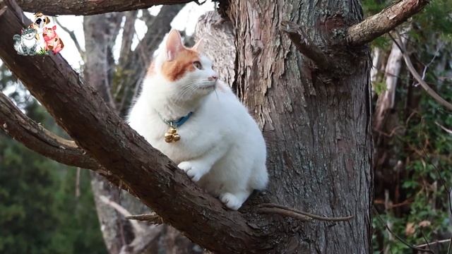 Нарядные Котики расслабляются на солнышке 🌞 🐈🐈⬛🐈 (29)