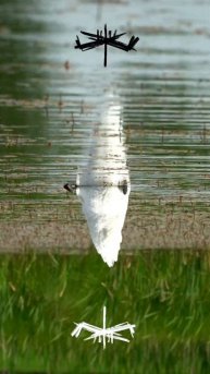 The swan dived #wildlife #nature #birds #birdsounds #lake #birdslover #shorts