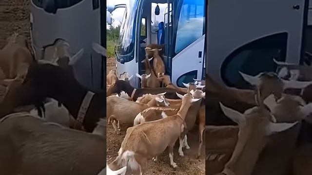 Смешные моменты с кошками и собаками - Эпизод 96