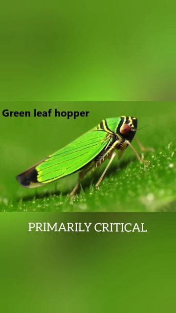 Episode1: Green leafhopper