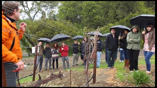 Ferrari-Carano, Pruning & Trellising Demo