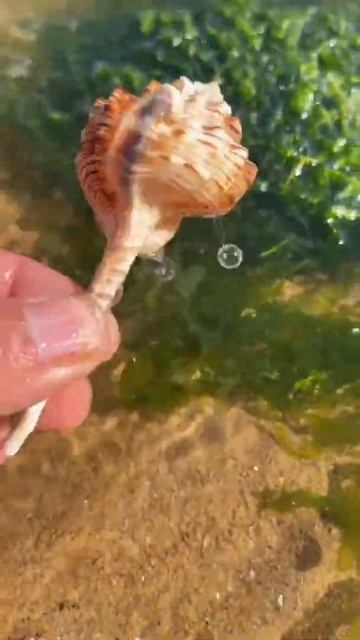 Catching Fish | Sea, River & Lake Creatures - #Short 239