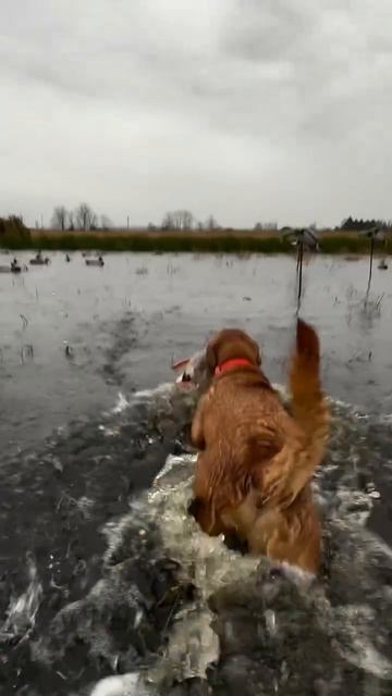 Верный друг 🐕