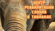 ✨ Невероятная встреча со слонами 🐘 | Реабилитационный центр на Пхукете, Таиланд