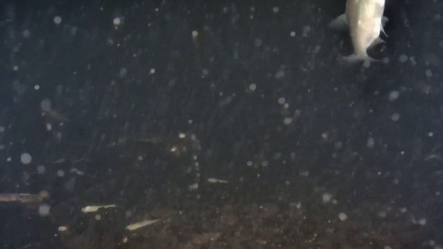 GLADIUS MINI 30 METERS TEST