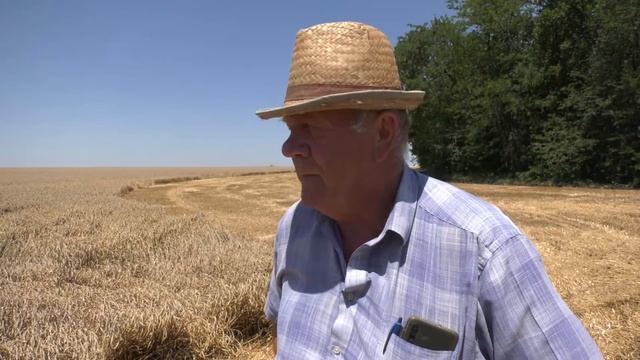 Уборка озимой пшеницы в Руси