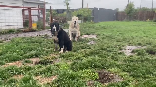 Alabai Photobomer! My Funny Dog; Central Asian Shepherd