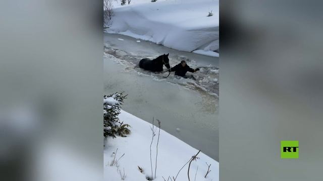 إنقاذ حصان من نهر متجمد في مقاطعة سخالين