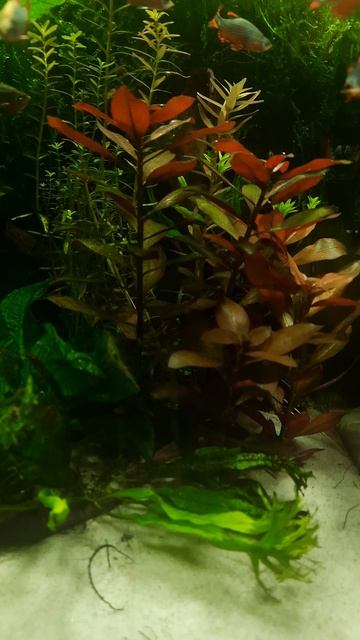 (008s) Ludwigia w akwarium