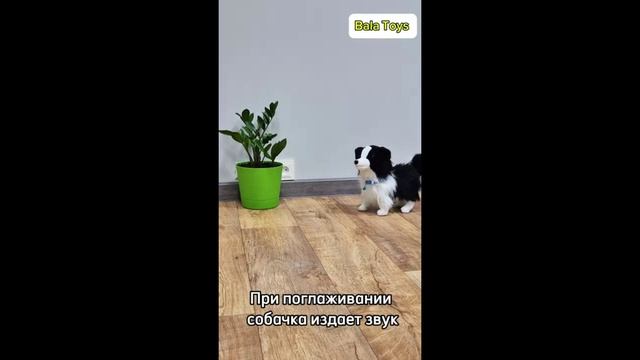 собчерн