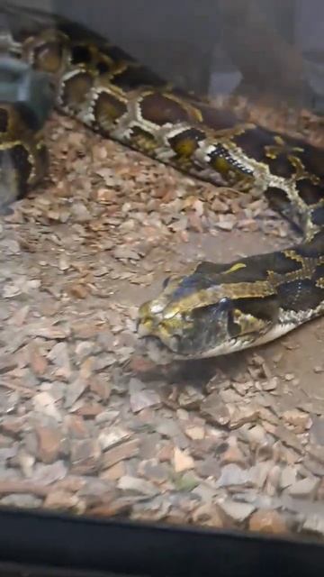 🐍🐍 Интересные факты про змей