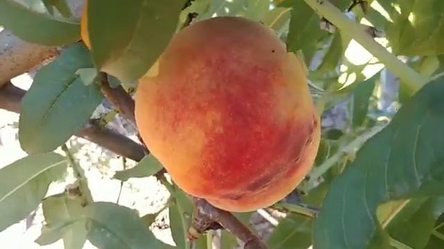 Персик Монтар. Peach Montar. Дуже смачний сорт на початок жовтня!