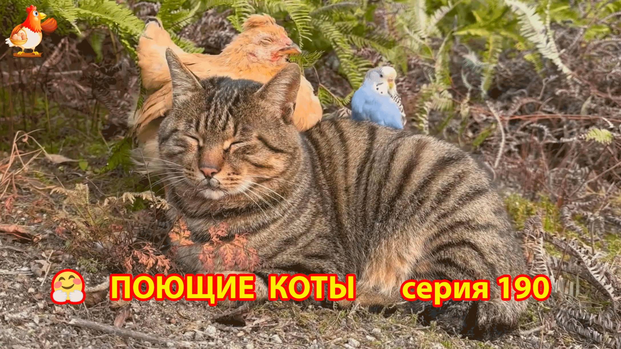 Крутые коты у птичьего двора серия (190) 🐈🐈😹 Природа Абхазии и подворье с птицами и животными ❣