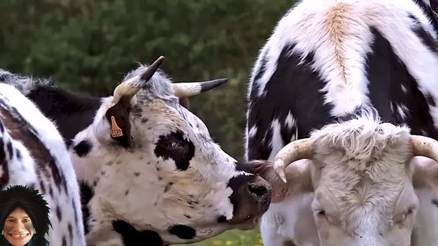 Cute Animals 🥰 cow, cat, chicken, dog, goat, kitten, rooster | Funny animal sounds