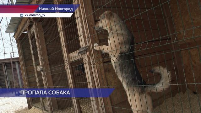 Найти потерявшегося питомца можно с помощью приложения «Карта жителя Нижегородской области»