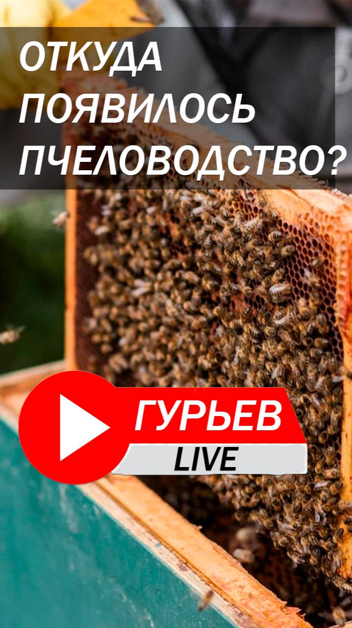 Пчеловодство история возникновения.
