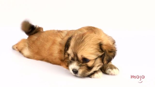 Top 20 Dog Breeds That Have the CUTEST Puppies