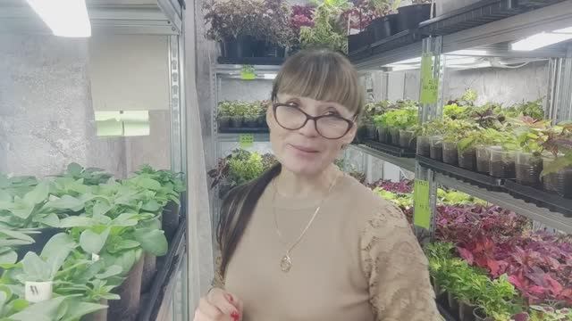 Мой ОГРОМНЫЙ Сад на Стеллажах  - Февральский Обзор!. Как вырастить отличную рассаду цветов зимой.