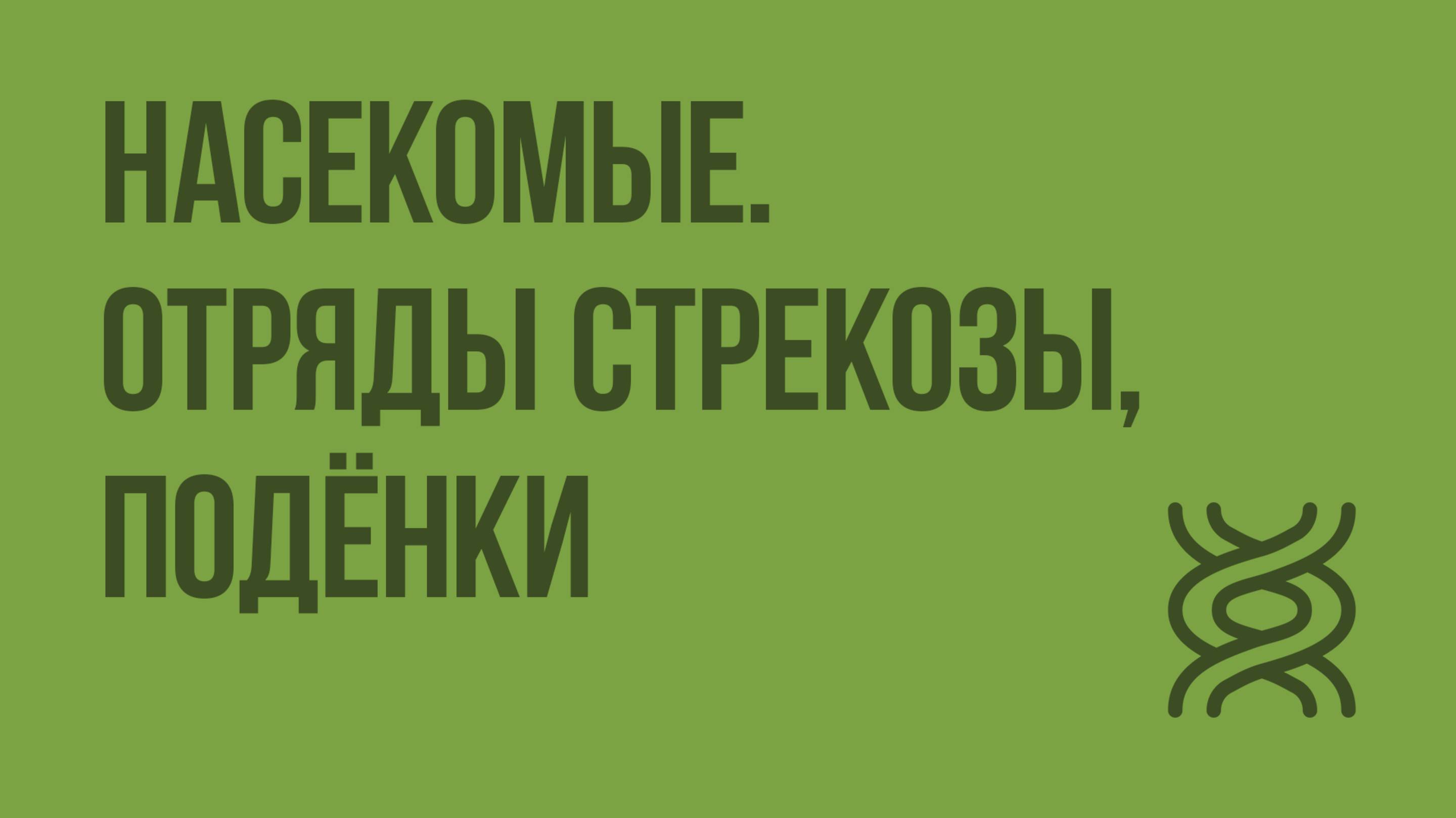 Насекомые. Отряды Стрекозы, Подёнки. Видеоурок по биологии 7 класс