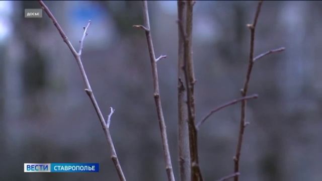 Лесные массивы в Ставрополе и вокруг будут расширяться