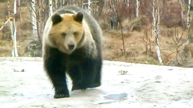 Лучшие обучающие видео о животных для детей. Лошадь, акула, слон. Игрушки для детей дошкольного возр