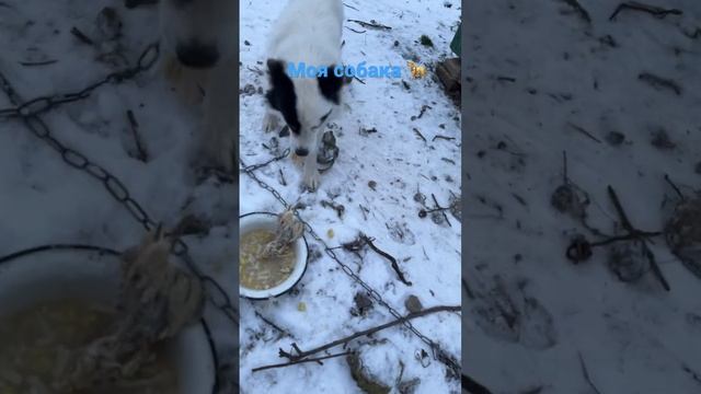 Соседка сказала что моя собака укусила женщину(((