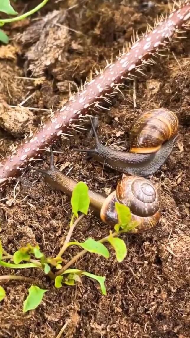 🐌Простой способ как избавиться от улиток! #shorts #garden #советы