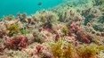 подводные красоты крыма