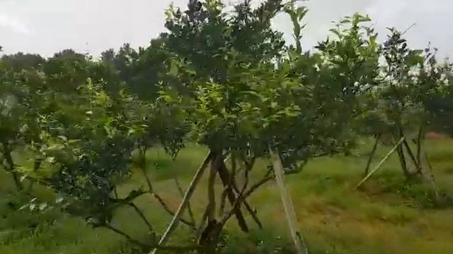 Cara mengatasi hama budidaya jeruk 081325015398