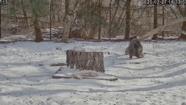 Кот : Спасибо дяде Олегу - тренажер поставил- есть где когти точить