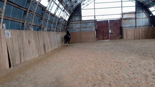 Аврелия и Флейта. Манежная езда 1.2. #horse, #equestrian, #лошади, #pony, #конный спорт.