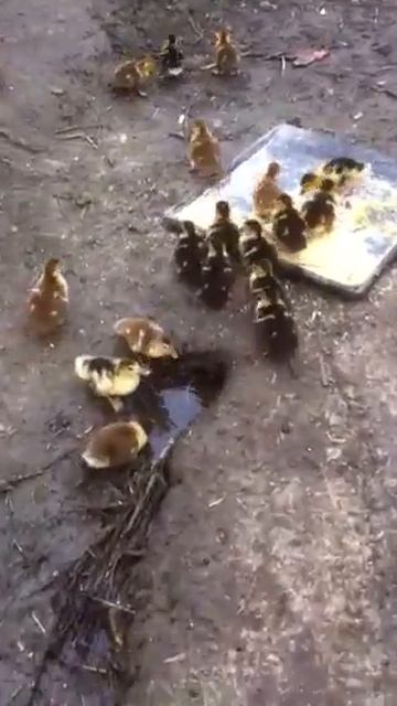 Наши мускусные утята. Часть 1