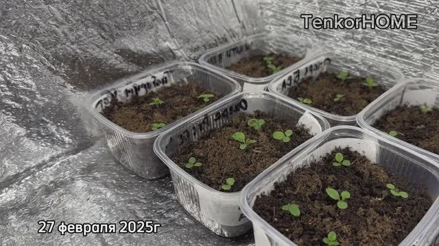 27.02.2025г, Первая подкормка петуний! Выпуск 3