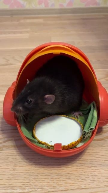 У крыс тоже бывает сахарный диабет. #animal #животные #rat #крыса