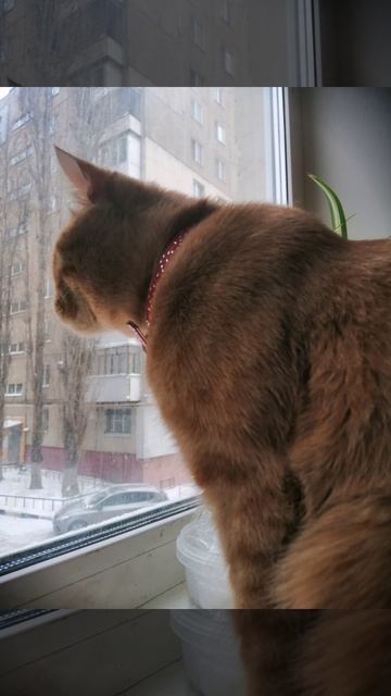 белоя ночь клип