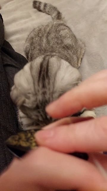 плетем с котом)