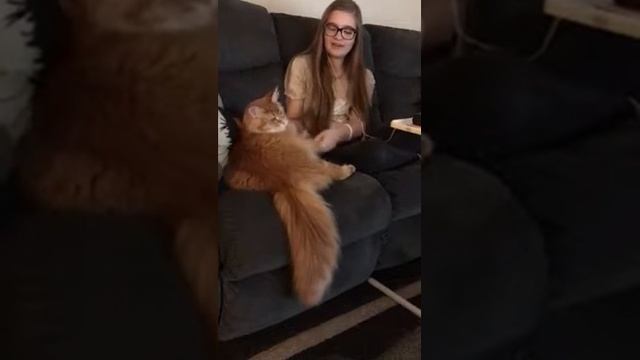 Bently Maine Coon playing Christmas music