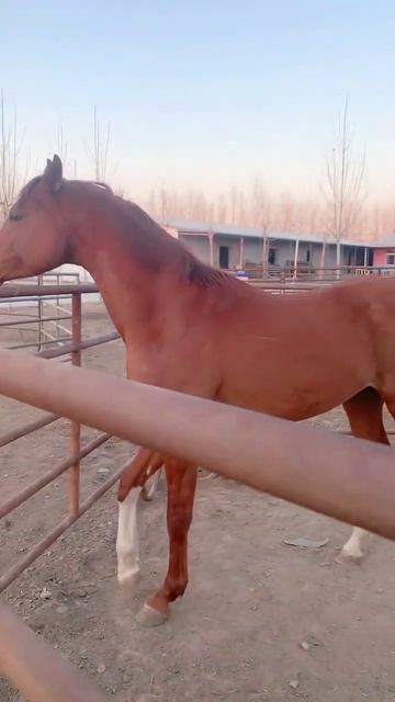 Horse mating cute - Most breeding horse