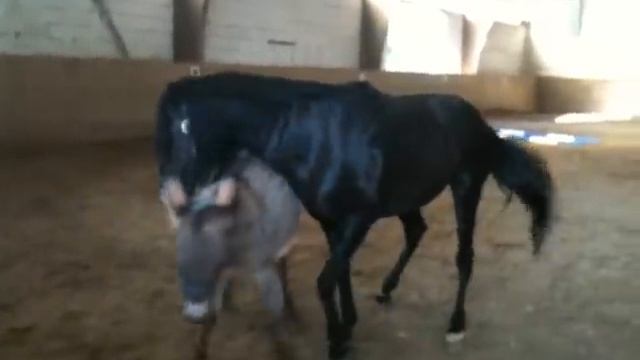 Another one: Doudou the little donkey dances with the big black stallion