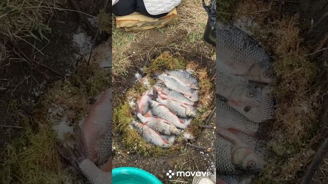 Сухой посол рыбы, эко рыба.