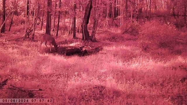 ЖИВОТНЫЕ В ЛЕСУ ОЛЕНИ КОСУЛИ