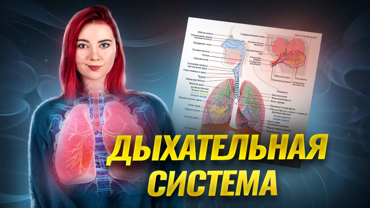 Дыхательная система понятно и подробно | Биология ЕГЭ Умскул