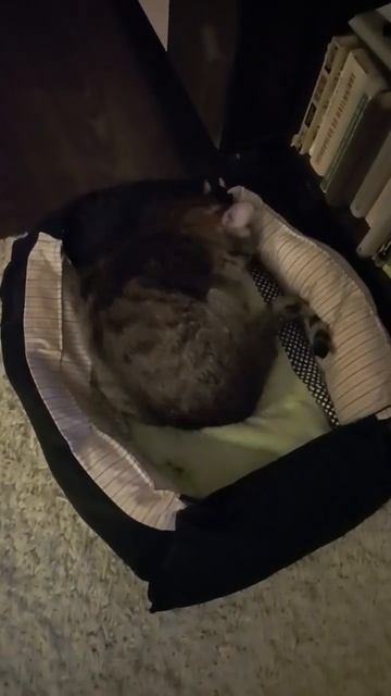 Эх весна #cat