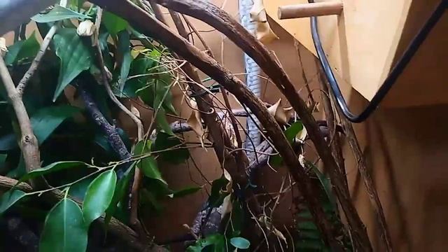 Blue Beauty rat snake